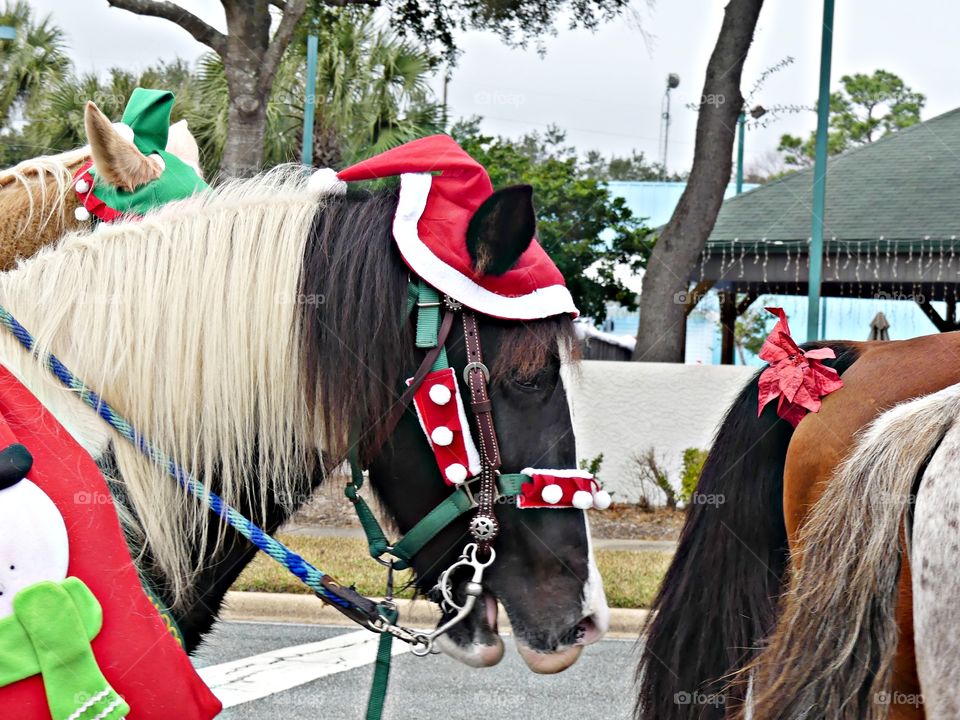 A horse is decorated in his Christmas regalia as he trouts down the street during the annual Christmas parade 