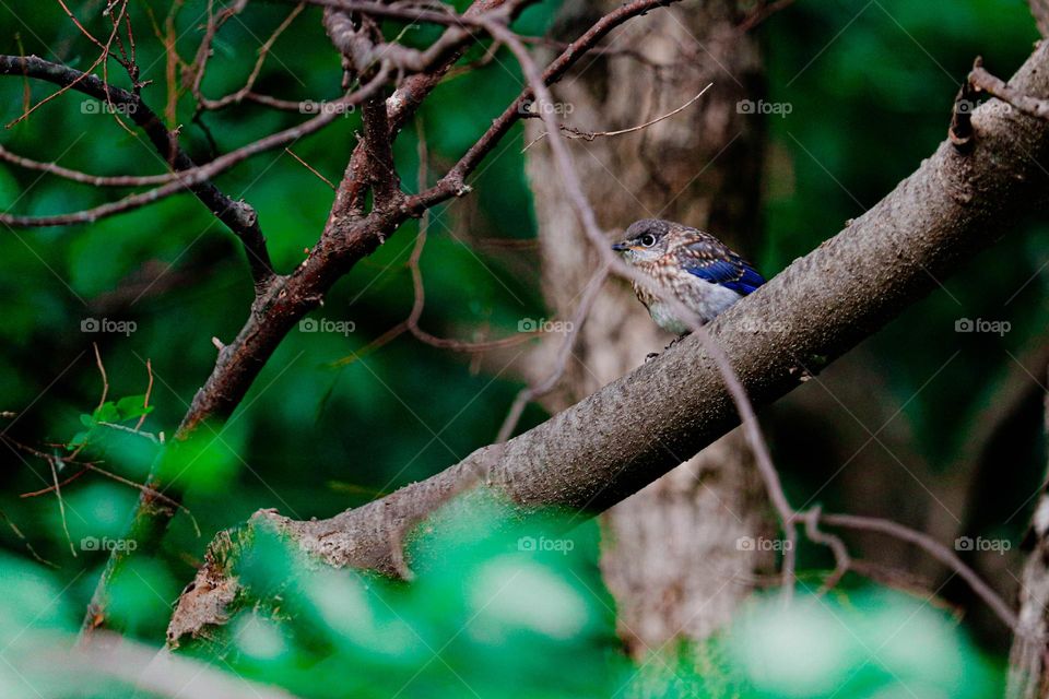 blue bird in the tree