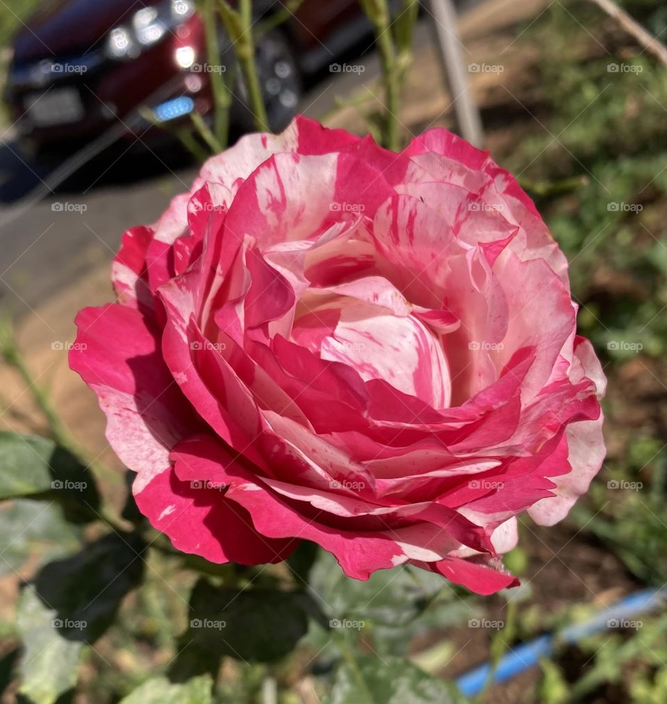 🌹 🇺🇸 Very beautiful flowers to brighten our day.  Live nature and its beauty. Did you like the delicate petals? / 🇧🇷 Flores muito bonitas para alegrar nosso dia. Viva a natureza e sua beleza. Gostaram das pétalas delicadas? 