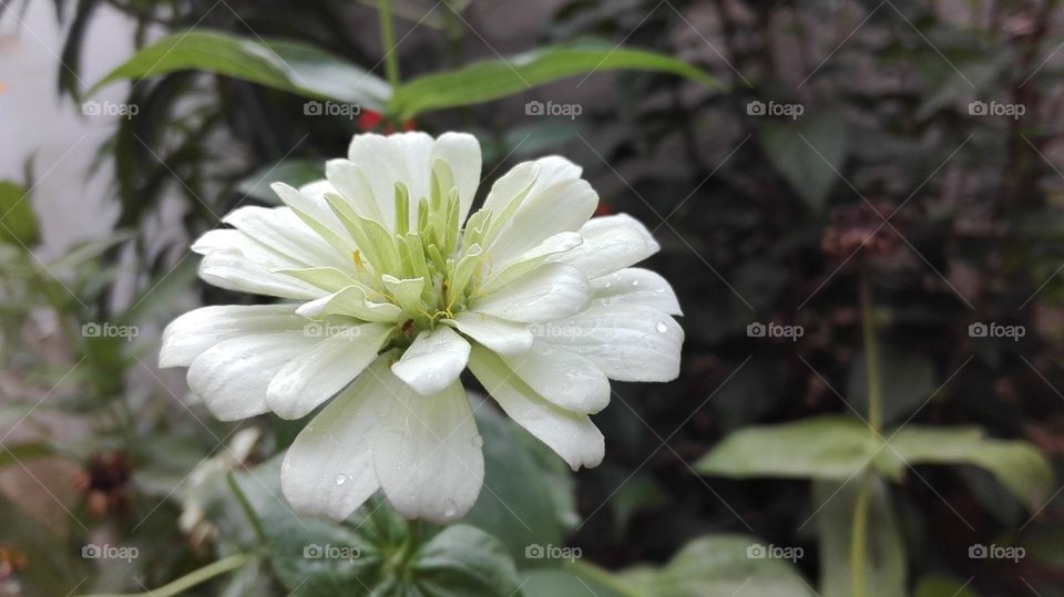 a beautiful white flower