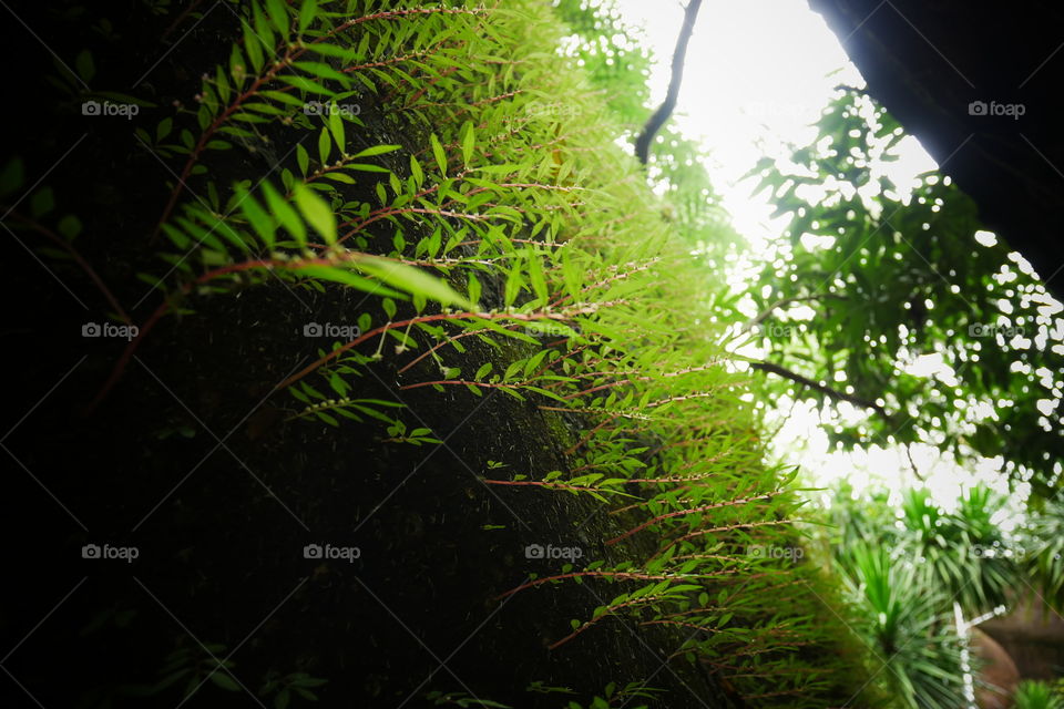 Moss and fern on the cliff