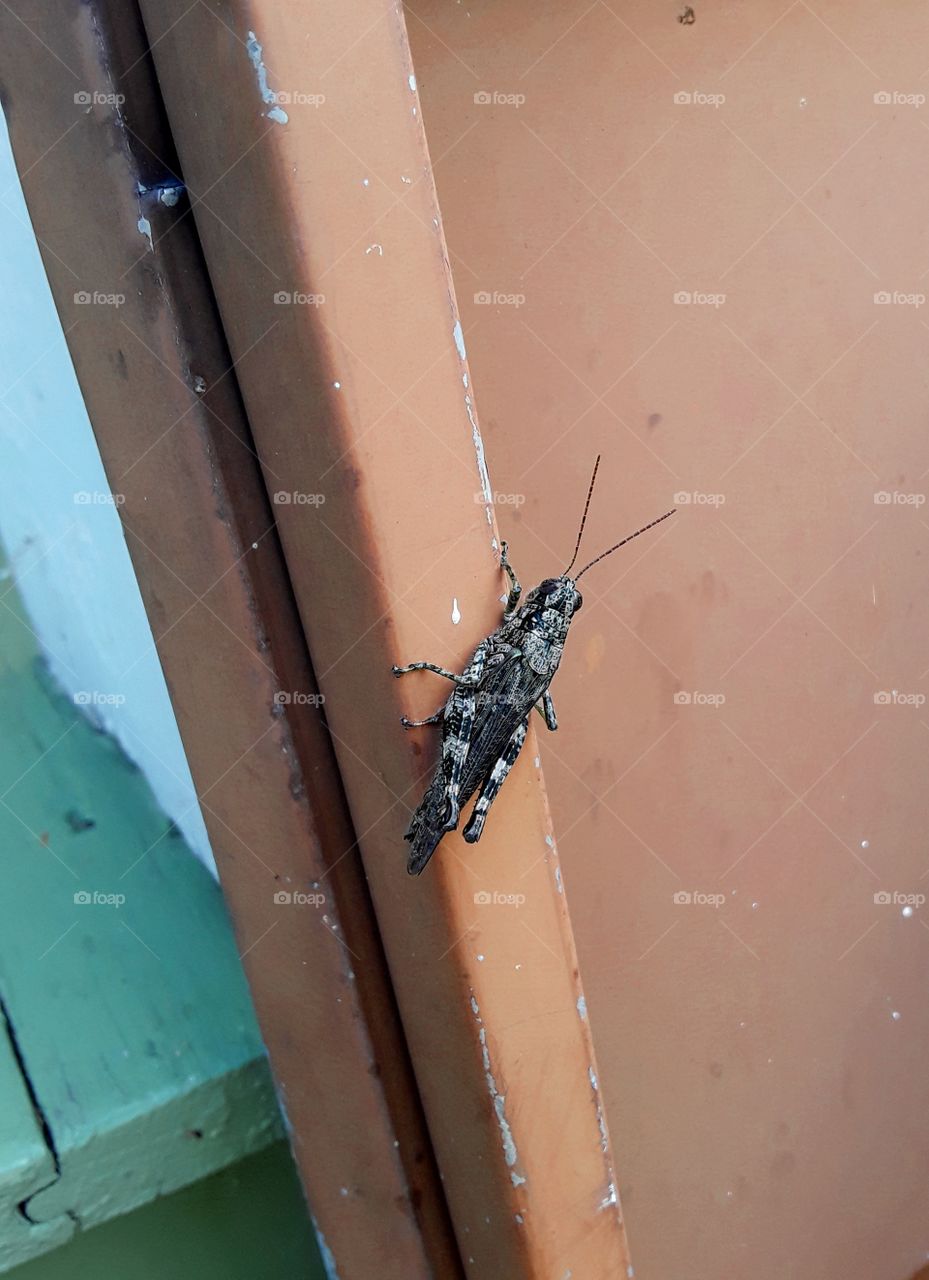 Black and white grasshopper on a wall