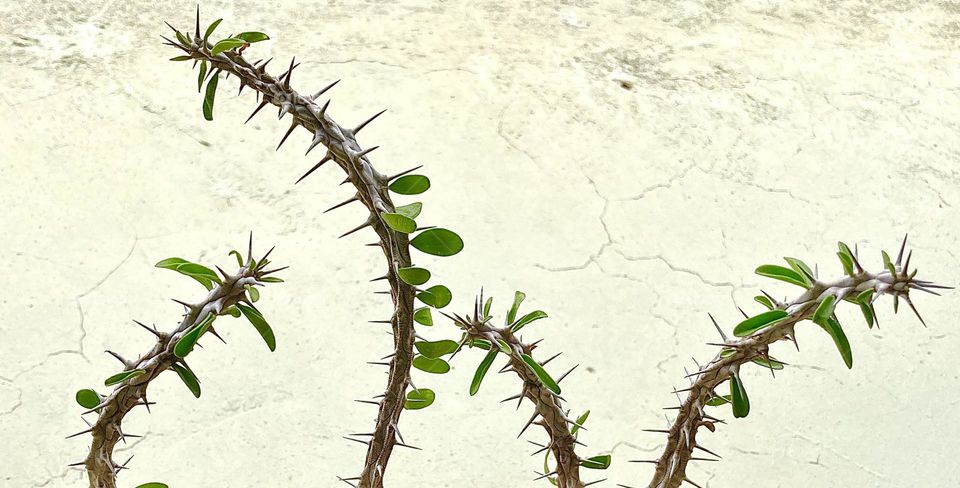 Backgrounds/ copy space, Alluaudia procera / Madagascar ocotillo. In the wild these plants can reach 18m in height! 