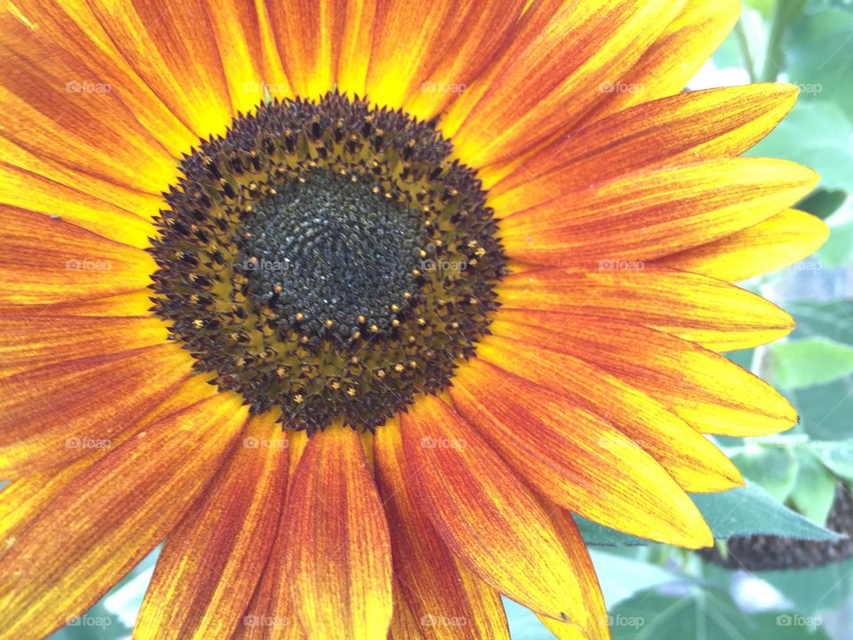 Sunflower Closeup . Beautiful closeup image of orange and yellow sunflower in full bloom 