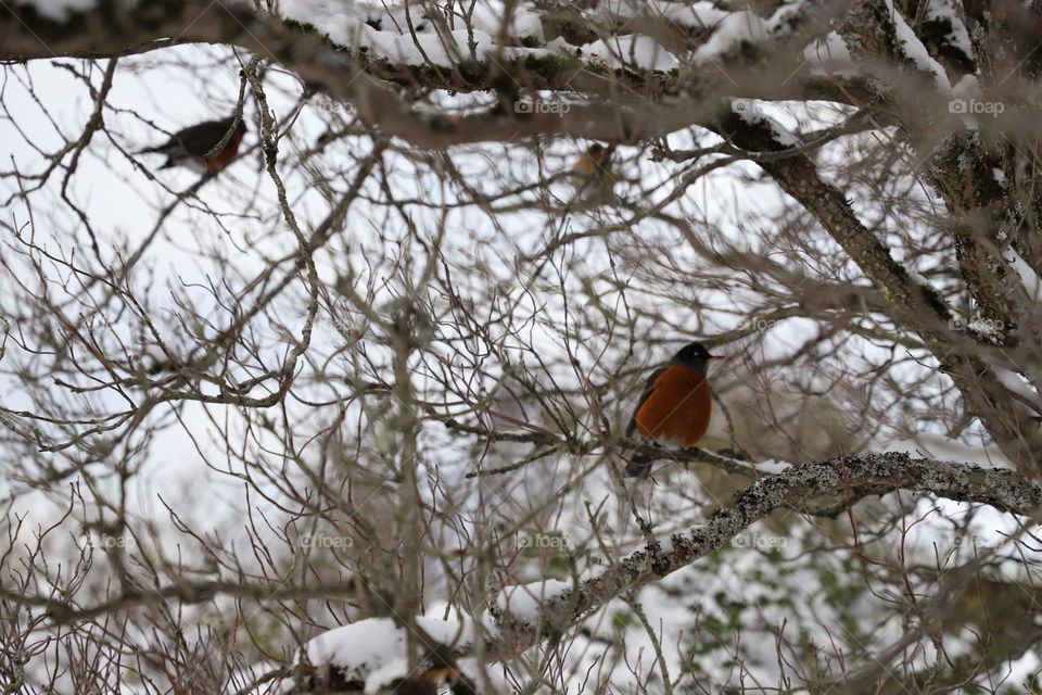 Birds on a tree 