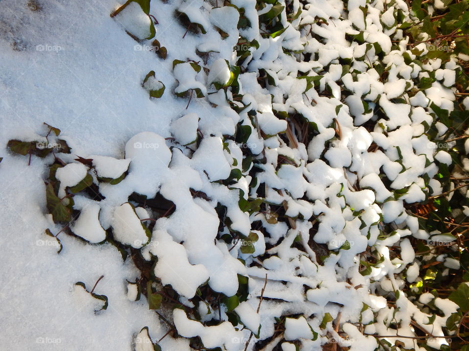 Snow-covered vines