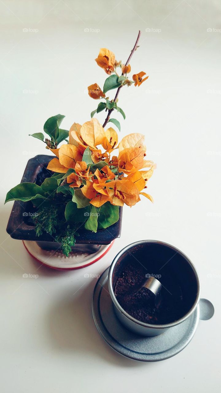 Mini bonsai with morning coffee
