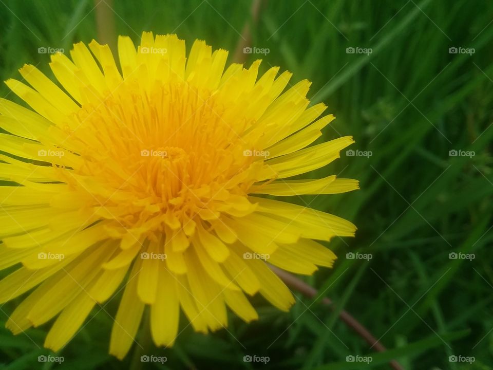 Once Upon A Dandelion...