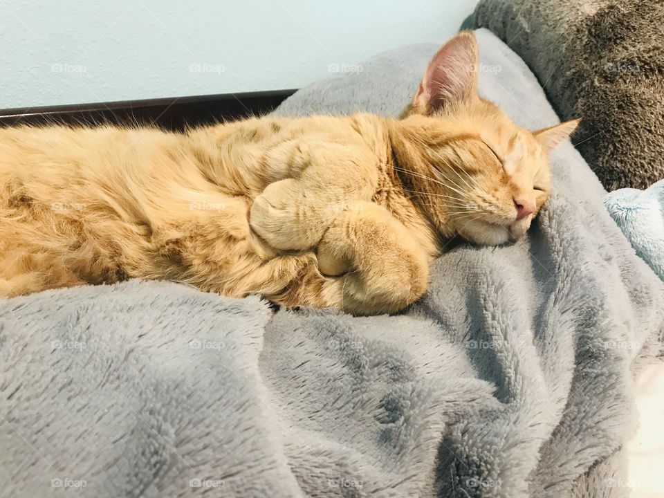 Darling orange tabby kitty cat all cuddled up in cozy blankets on bed! 