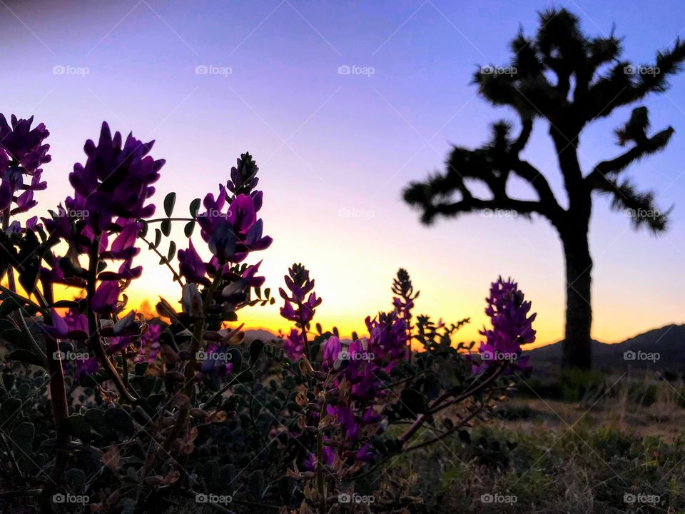 Wildflowers & Sunset