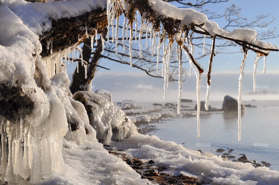 Icicle from tree and lake