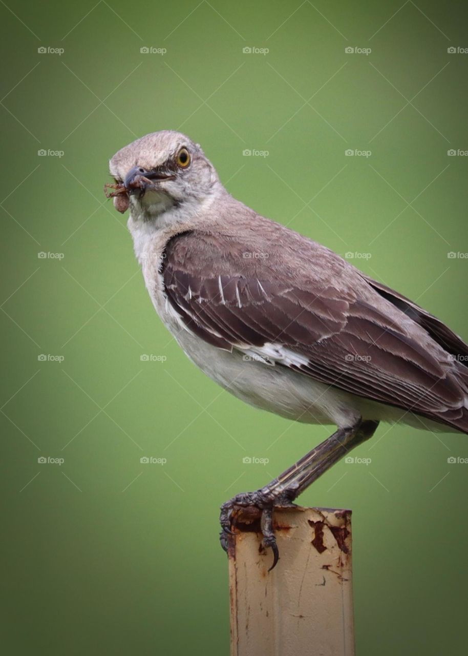 An Eastern Mockingbird catches a tasty meal from a backyard garden in Mount Juliet, Tennessee 