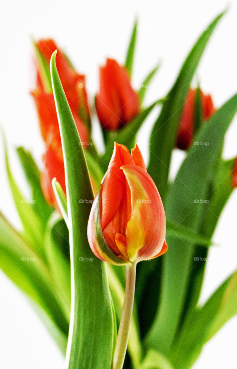 tulips, orange, color, spring