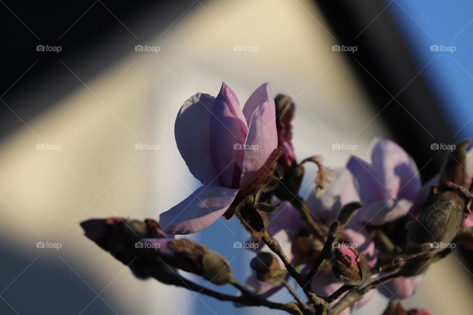 Magnolia in bloom 