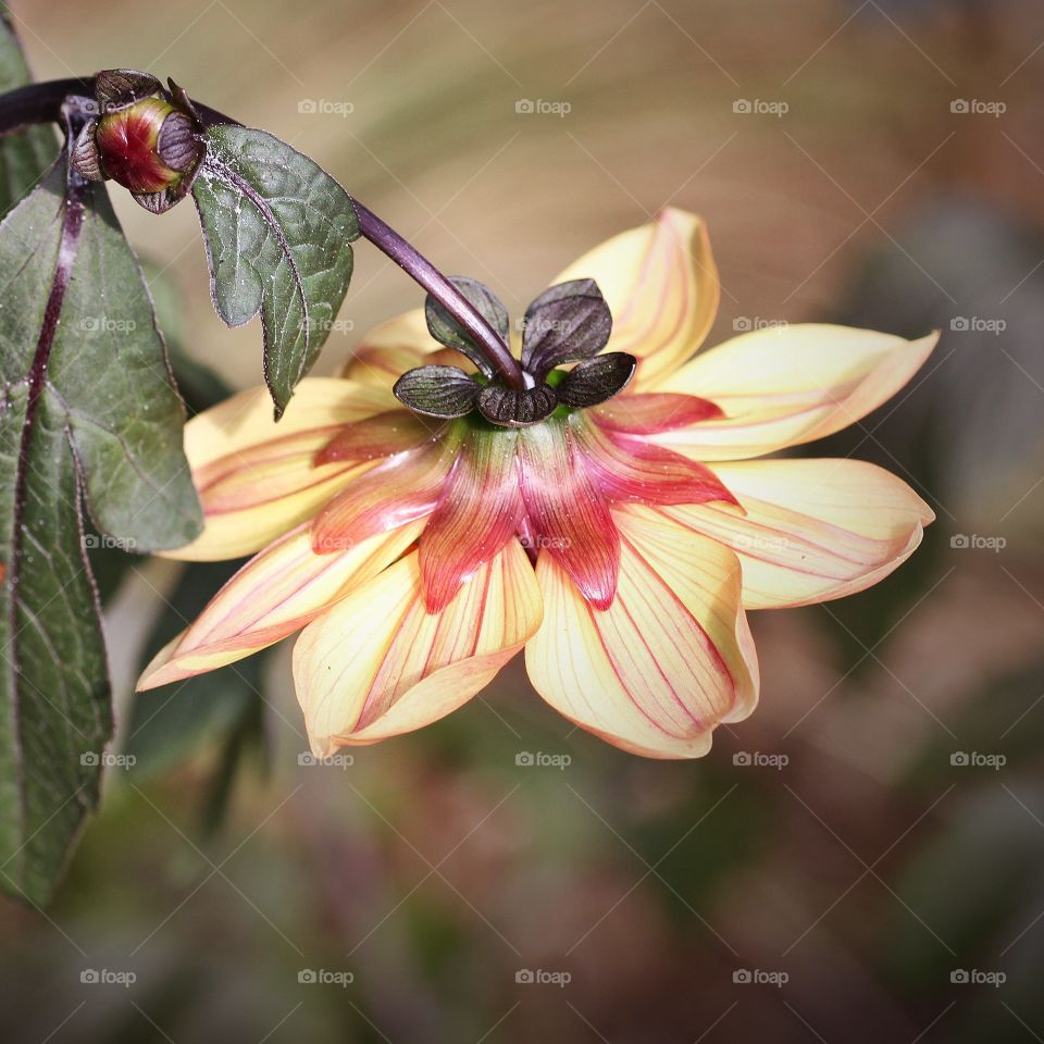 Upside down flower. This flower caught my attention with all the beautiful detail underneath