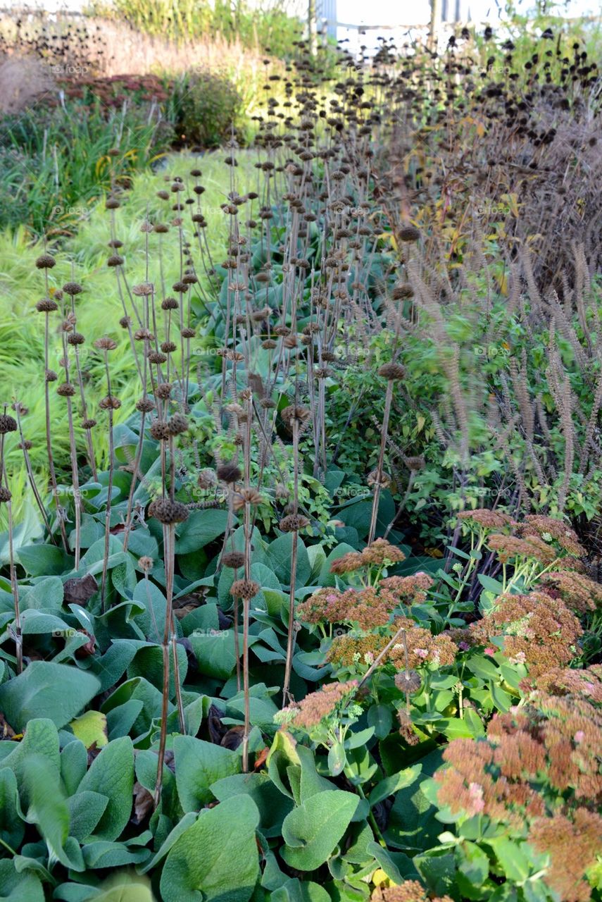 Plants during autumn