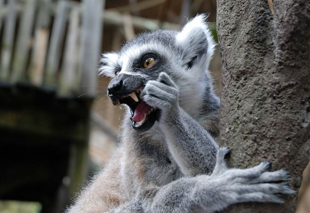 Close-up of Ring tailed Lemur