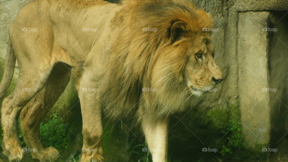 Lion 獅子