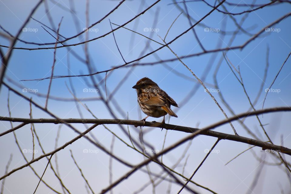 A tiny bird enjoys the spring sun 