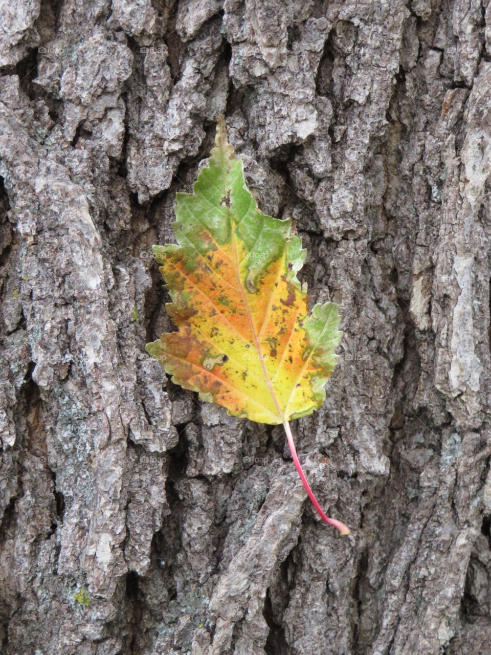 Leaves, Fall is a wonderful thing