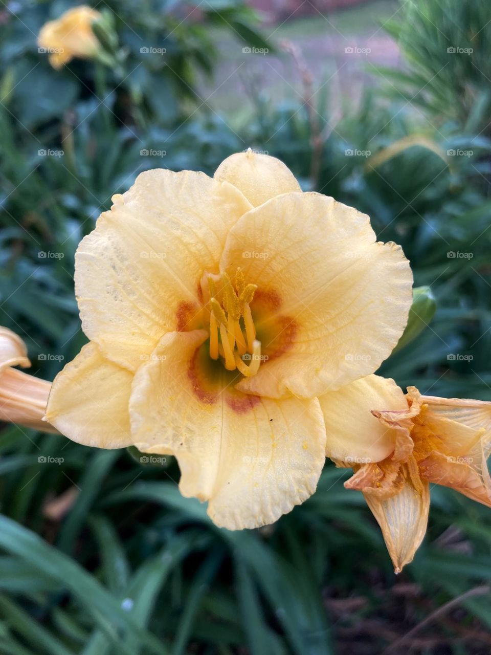 🌹 🇺🇸 Very beautiful flowers to brighten our day.  Live nature and its beauty. Did you like the delicate petals? / 🇧🇷 Flores muito bonitas para alegrar nosso dia. Viva a natureza e sua beleza. Gostaram das pétalas delicadas? 
