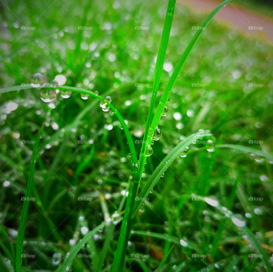 Dew wet morning