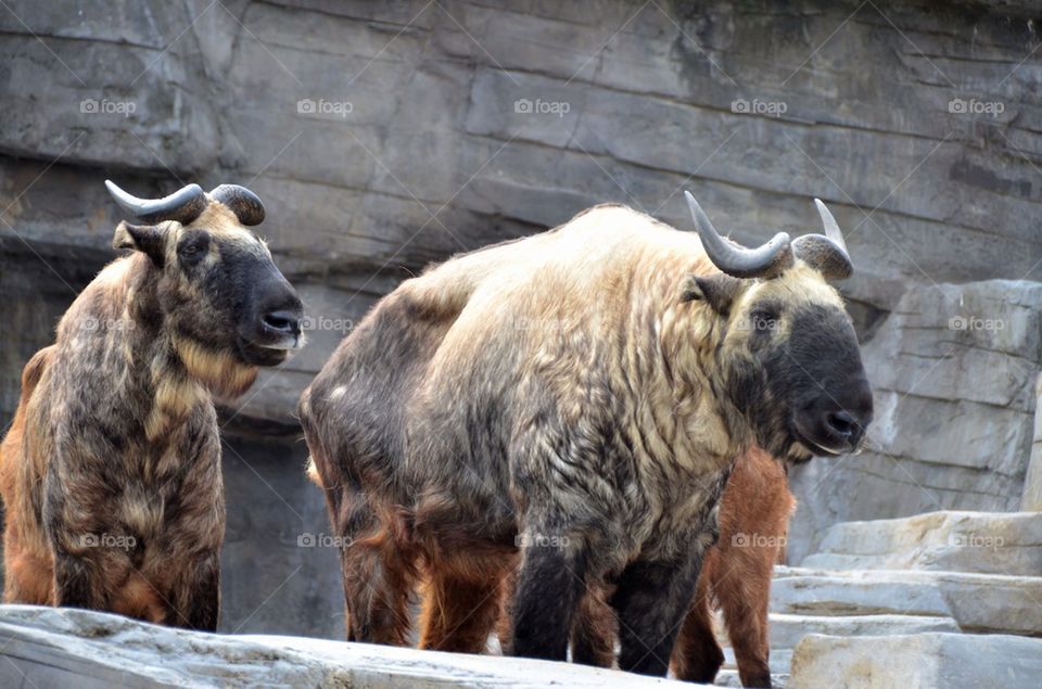 Tapins at the zoo in Antwerp.