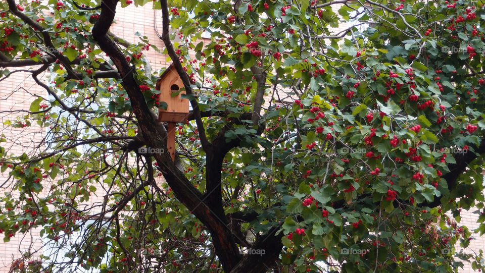tree birds leaves berries by lenusik