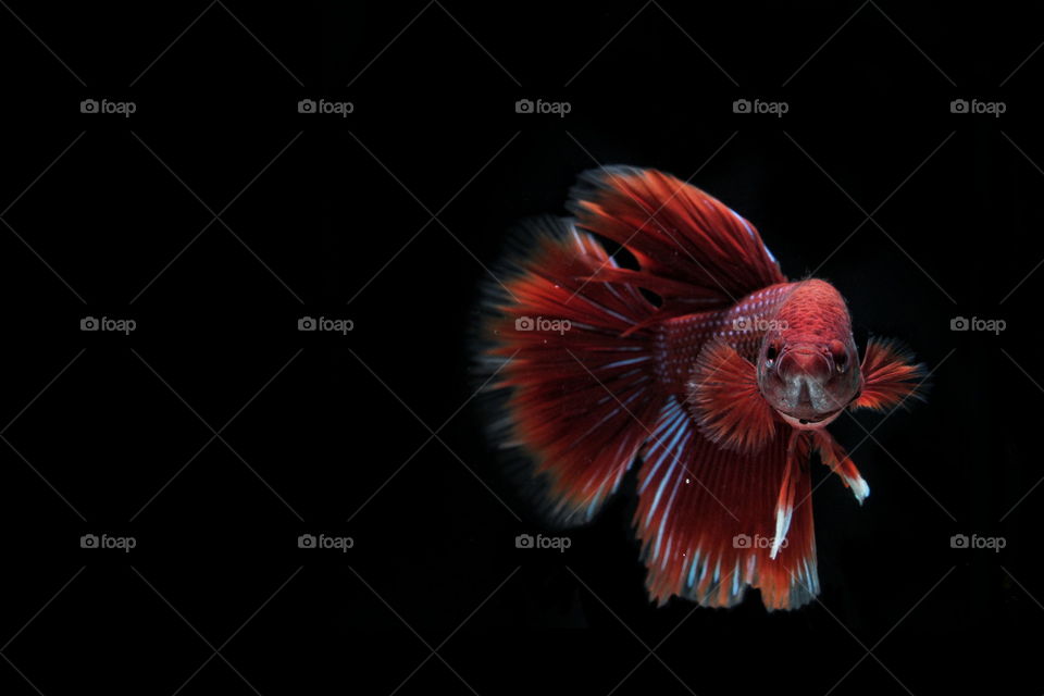 face to face betta fish