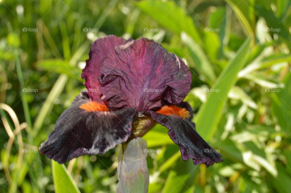 black Iris blooms