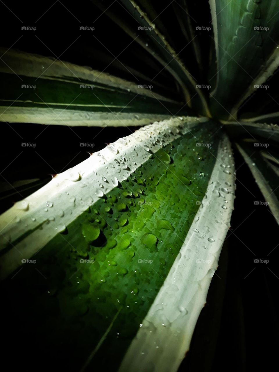 Folhas de planta molhada da chuva