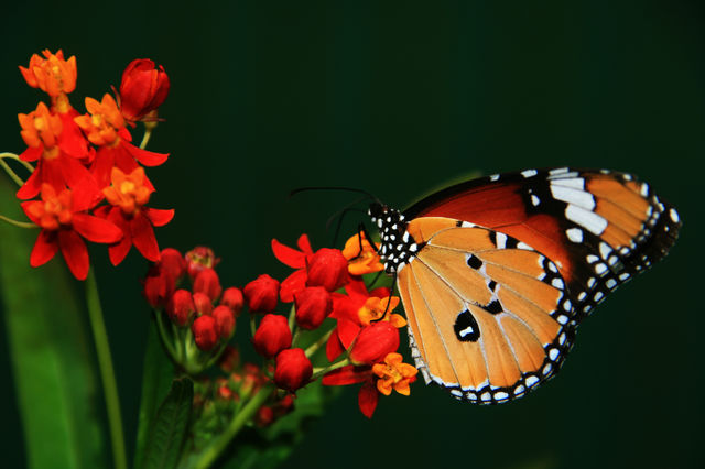 Schmetterling Thailand 
