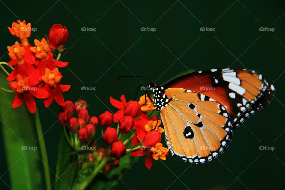 Schmetterling Thailand 