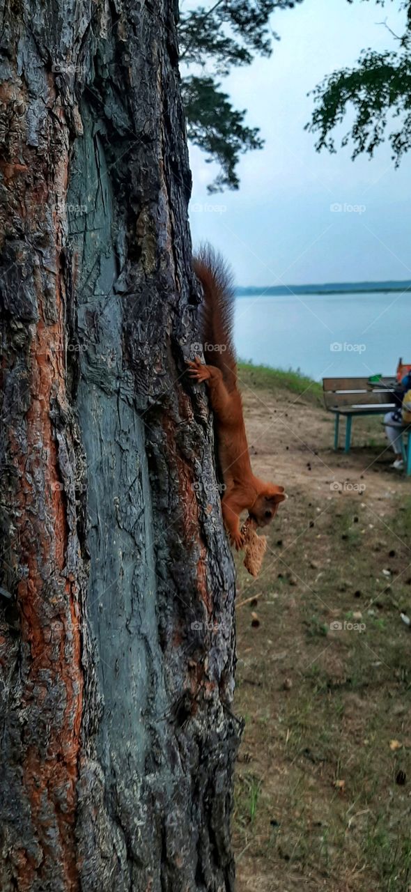 белочка на дереве ест хлеб