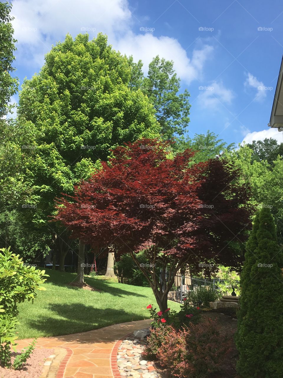 Japanese red and October glory maple trees in summer