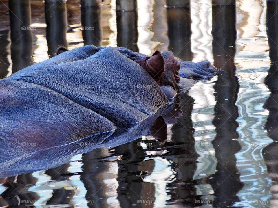 Hippopotamus eye on water surface