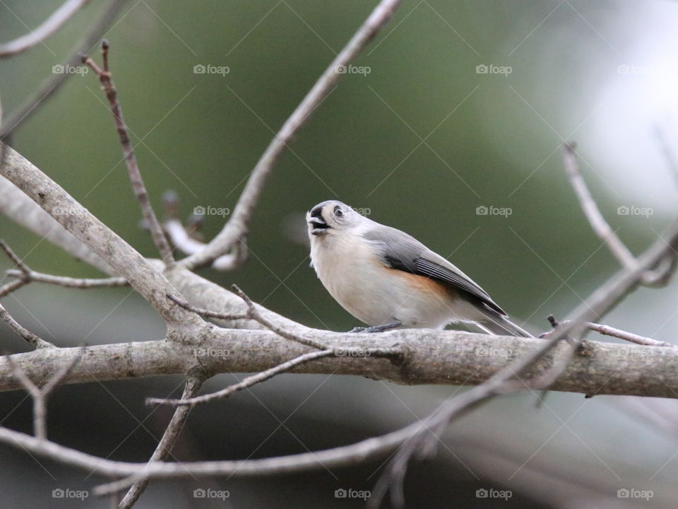 Singing or warning always beautiful to look at.