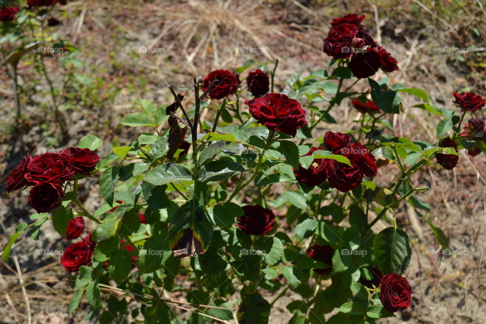 red blood roses