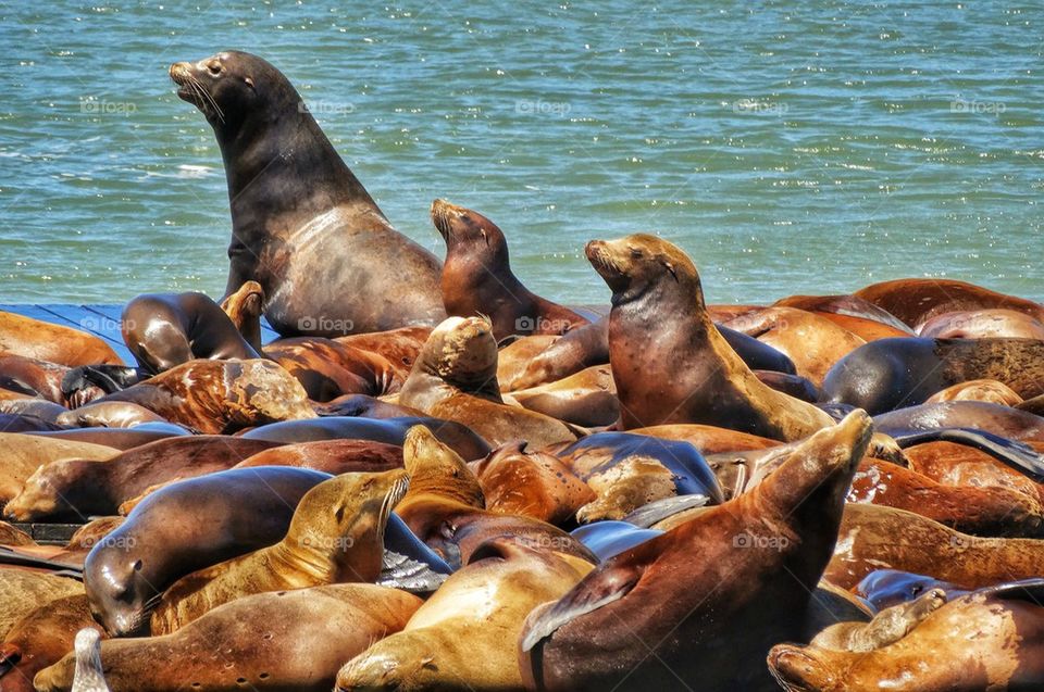 Harbor seals in the bay