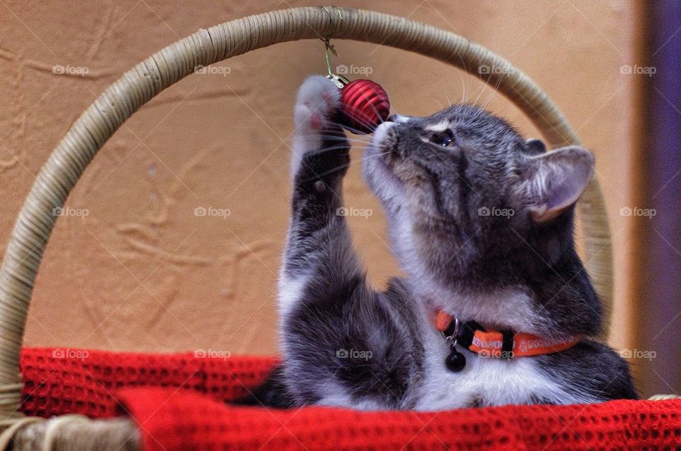 Cat in basket