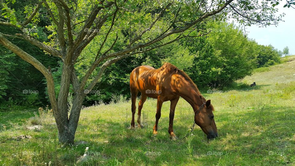 Mammal, Grass, Farm, No Person, Pasture