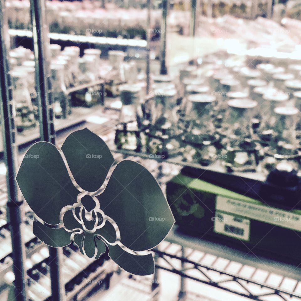 Orchid germination laboratory in Singapore Botanic Gardens 
