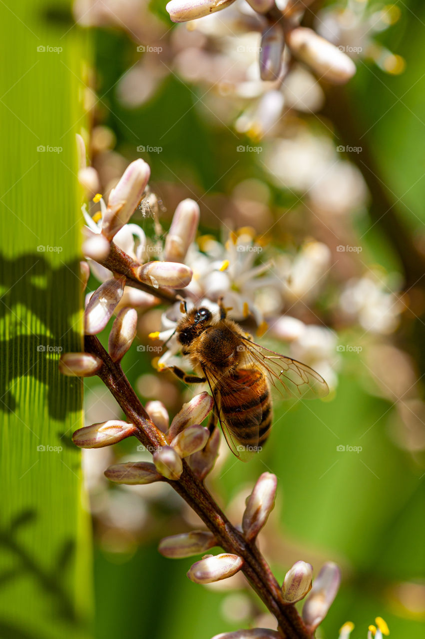 Honey bee pollinate white Cordyline Australis flowers commonly known as the Cabbage Tree.