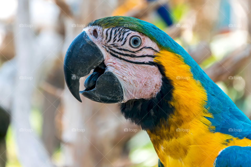 Colorful parrot