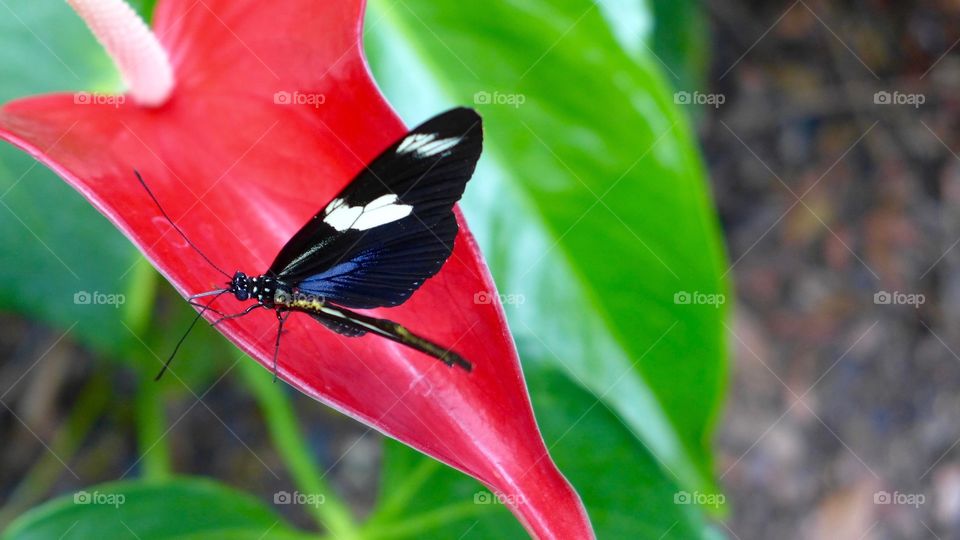 Black butterfly on red flower