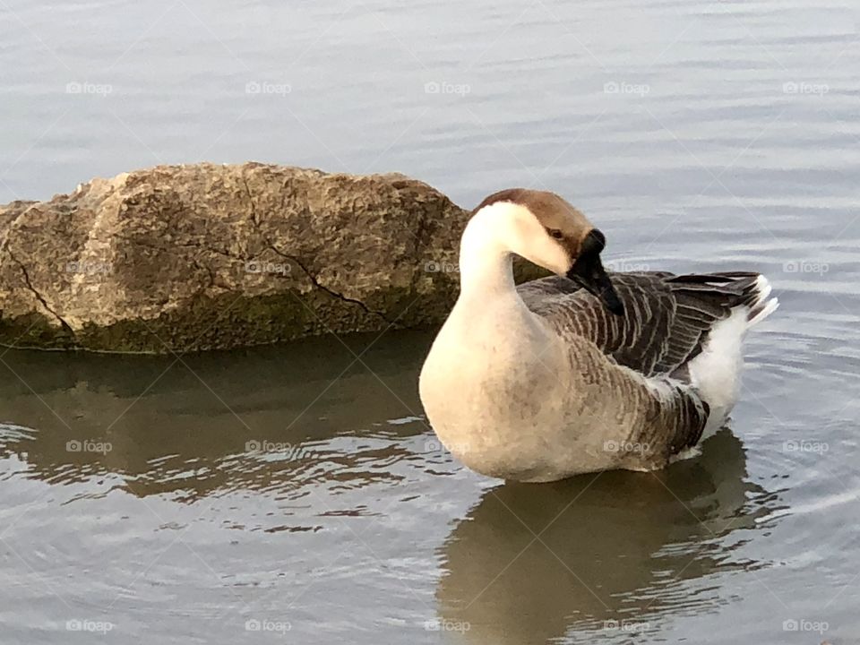 Goose, Chinese Goose, Chinese, Gray, gray goose, grey, grey goose, water, lake, rock, feathers, wings, bill, beak,