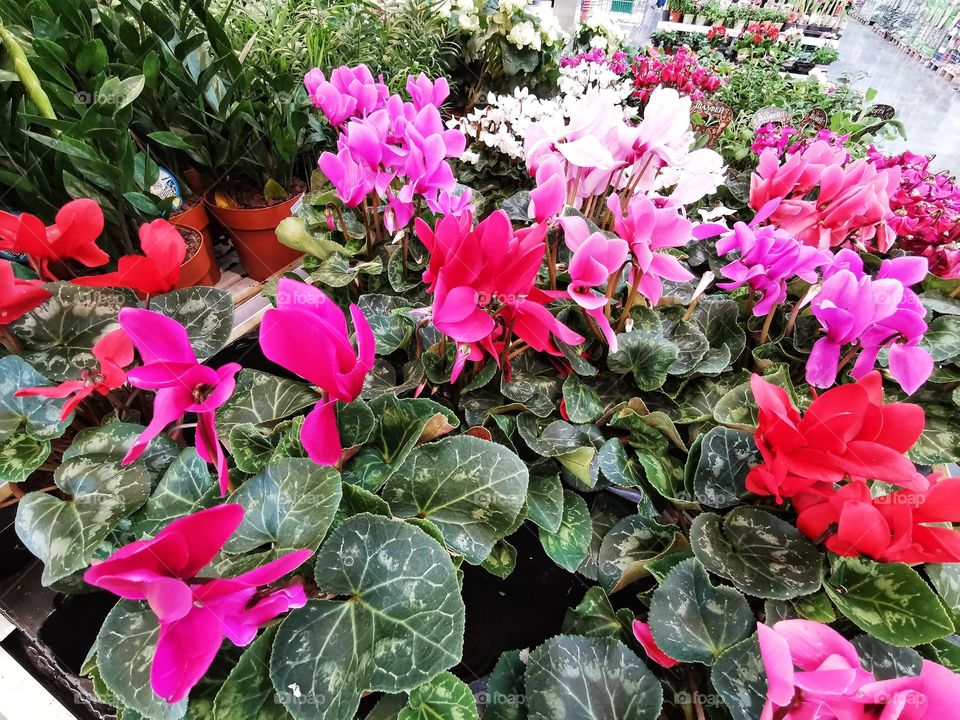 Plant green house Park colors greens