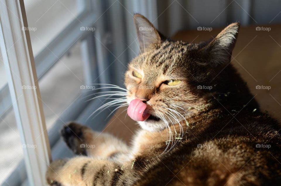 Cat with sticking out his tongue