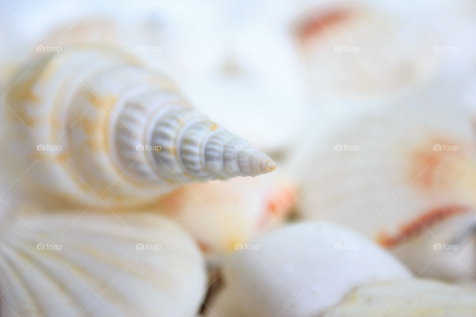 seashells on a background of white stones