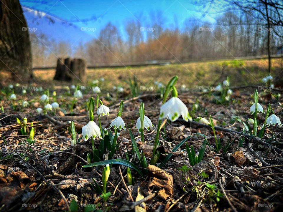 Spring.  At the edge of the forest, white flowers "Spring white flowers" bloomed.  In the background, an old stump, a yellow lawn and a forest against a blue sky